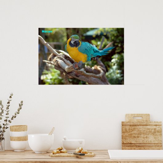 Macaw Poster (Küche)