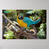 Macaw Poster (Vorne)
