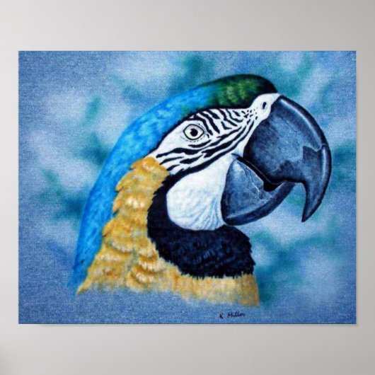 Macaw Poster (Vorne)