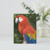 Macaw Postkarte (Stehend Vorderseite)