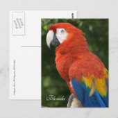 Macaw Postkarte (Vorne/Hinten)