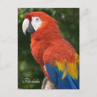Macaw Postkarte
