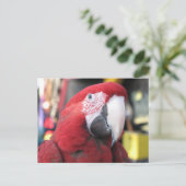 Macaw Postkarte (Stehend Vorderseite)