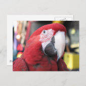 Macaw Postkarte (Vorne/Hinten)
