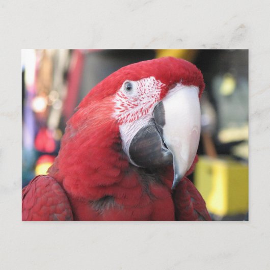 Macaw Postkarte (Vorderseite)