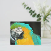Macaw Postkarte (Stehend Vorderseite)