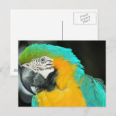 Macaw Postkarte (Vorne/Hinten)