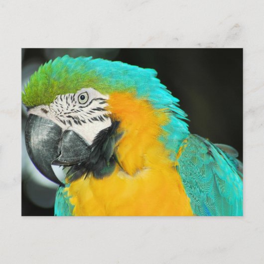Macaw Postkarte (Vorderseite)