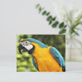 Macaw Postkarte (Stehend Vorderseite)