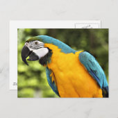 Macaw Postkarte (Vorne/Hinten)