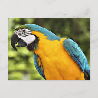 Macaw Postkarte