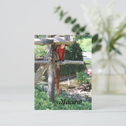 Macaw Postkarte (Stehend Vorderseite)