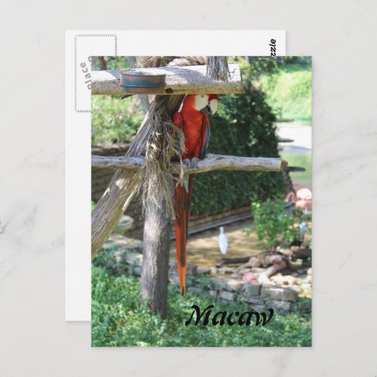 Macaw Postkarte (Vorne/Hinten)