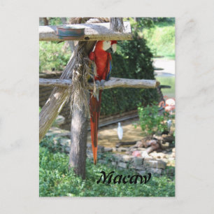 Macaw Postkarte