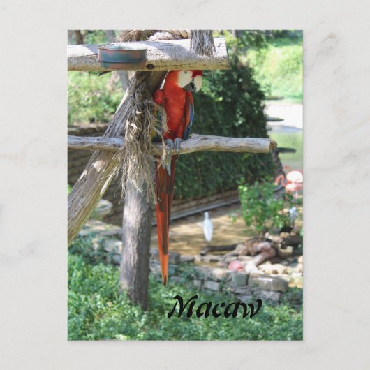 Macaw Postkarte (Vorderseite)