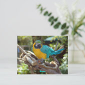 Macaw Postkarte (Stehend Vorderseite)