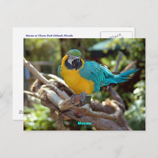 Macaw Postkarte (Vorne/Hinten)
