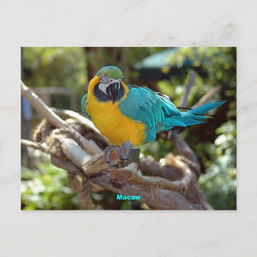 Macaw Postkarte (Vorderseite)