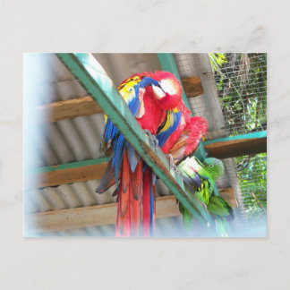 Macaw-Postkarte Postkarte