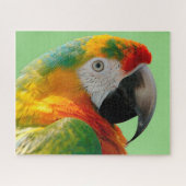 Macaw Puzzle (Horizontal)
