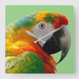 Macaw Quadratische Wanduhr