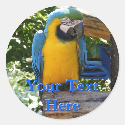 Macaw Stickers (Vorderseite)