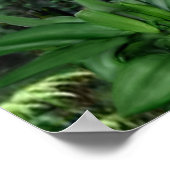 Macaw Tropical Parrots Poster (Ecke)