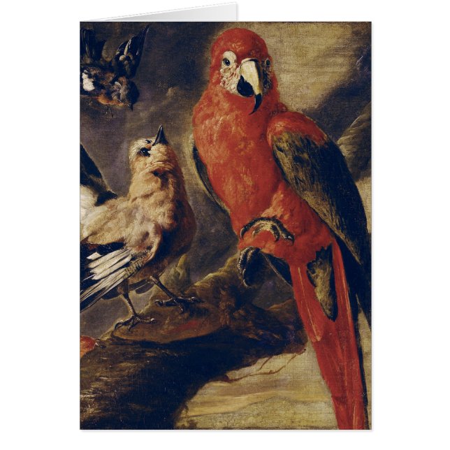 Macaw und Bullfinch (Vorne)