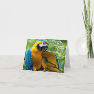 Macaw Vielen Dank Notecards Dankeskarte