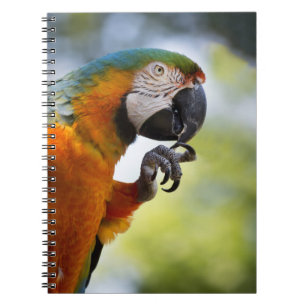 Macawanmerkungsbuch Notizblock