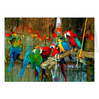 Macaws auf Parade