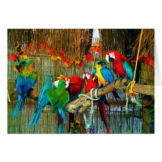 Macaws auf Parade (Vorderseite (Horizontal))