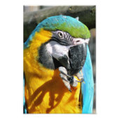 MACAWS FOTODRUCK (Vorne)