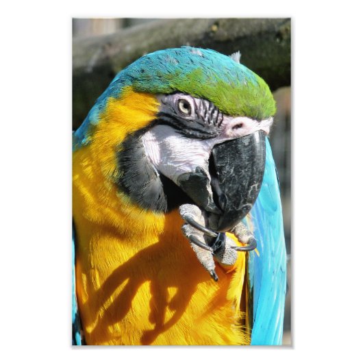 MACAWS FOTODRUCK (Vorne)