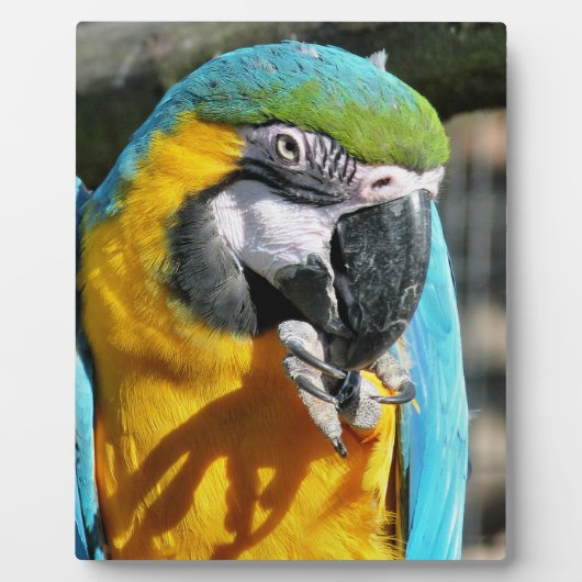 MACAWS FOTOPLATTE (Vorderseite)