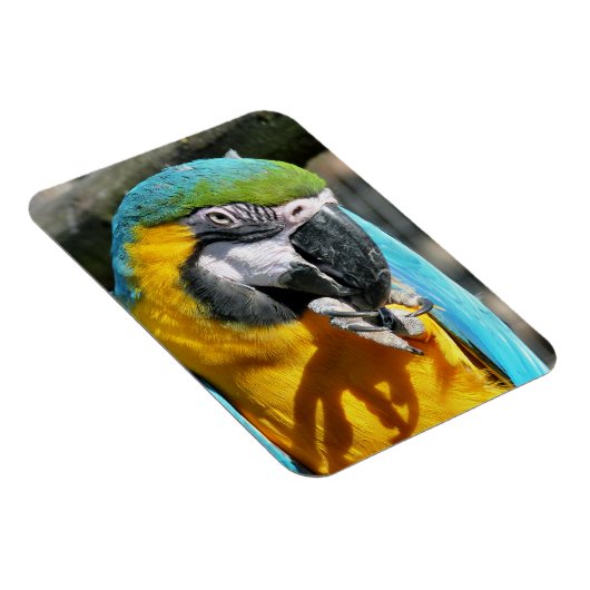 MACAWS MAGNET (Rechte Seite)