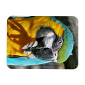MACAWS MAGNET (Horizontal)