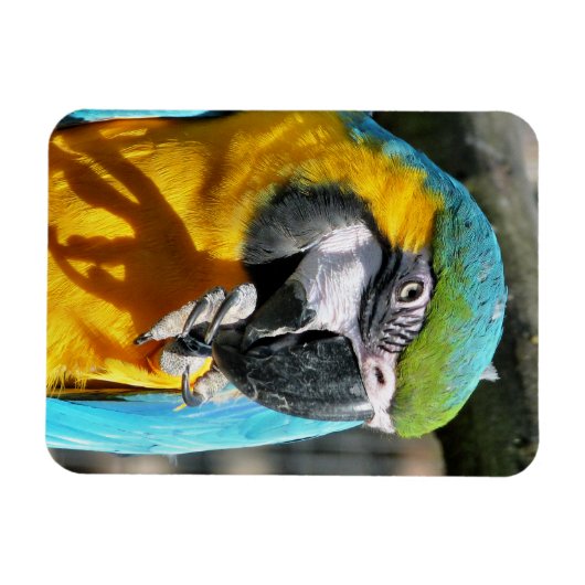 MACAWS MAGNET (Horizontal)