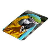 MACAWS MAGNET (Linke Seite)