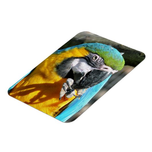 MACAWS MAGNET (Linke Seite)