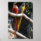 Macaws Poster (Vorne)