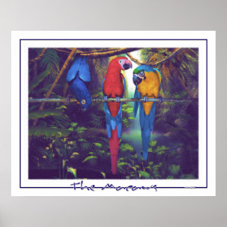 Macaws - Poster