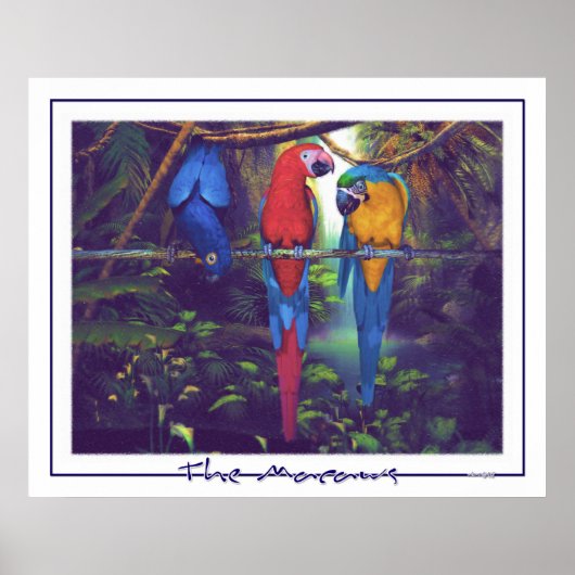 Macaws - Poster (Vorne)