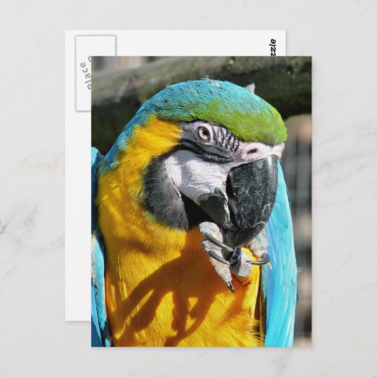 MACAWS POSTKARTE (Vorne/Hinten)
