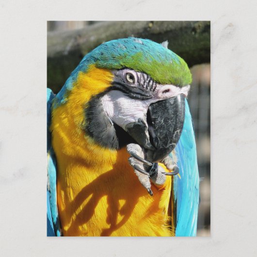 MACAWS POSTKARTE (Vorderseite)