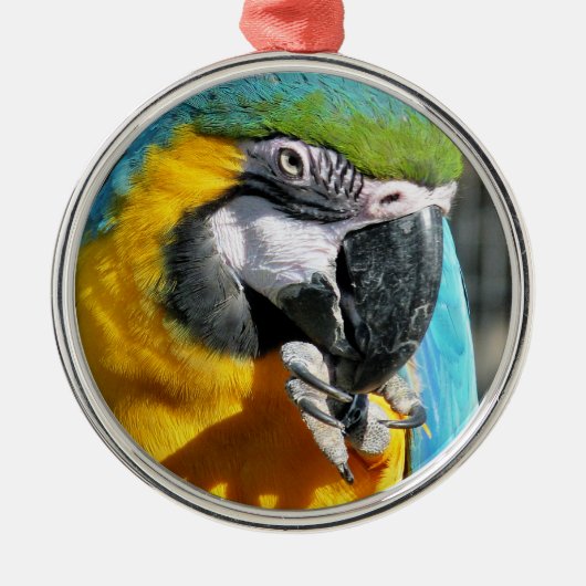 MACAWS SILBERNES ORNAMENT (Vorne)