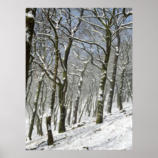 Macclesfield Forest Winter Card Canvas Print Poster (Vorne)