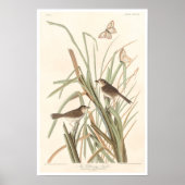 MacGillivray's Finch von Audubon Poster (Vorne)