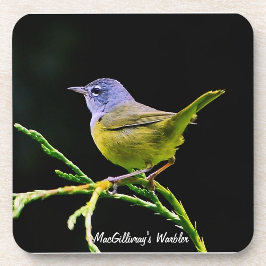 MacGillivrys Warbler-Untersetzer Untersetzer (Vorderseite)