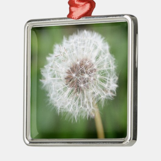 Machen Sie einen Wunsch! Löwenzahn-quadratische Silbernes Ornament (Links)